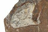 Three Fossil Ginkgo Leaves From North Dakota - Paleocene #189054-1